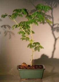 Brazilian Raintree Bonsai Tree <br><i>(pithecellobium tortum)</i>