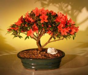 Flowering Red Azalea<br><i>('Hino Crimson' (Kurume)</i>