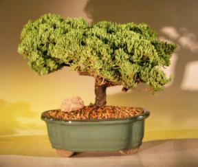 Juniper Bonsai Tree<br><i>(juniper procumbens nana)</i>