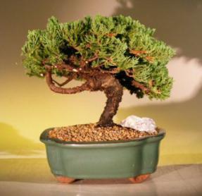 Juniper Bonsai Tree<br> <i>(juniper procumbens nana)</i>