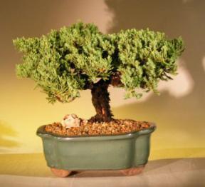 Juniper Bonsai Tree<br><i> (juniper procumbens nana)</i>