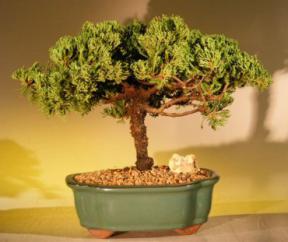 Juniper Bonsai Tree<br><i>(juniper procumbens nana)</i>