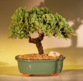 Juniper Bonsai Tree <br><i>(juniper procumbens nana)</i>