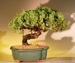 Juniper Bonsai Tree <br><i>(juniper procumbens nana)</i>