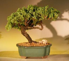 Juniper Bonsai Tree<br><i>(juniper procumbens 