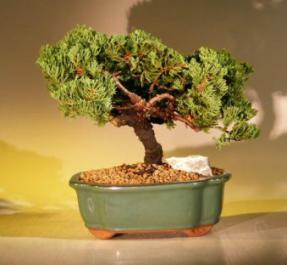 Juniper Bonsai Tree<br><i>(juniper procumbens 