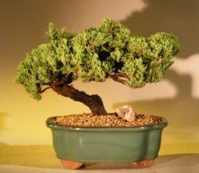 Juniper Bonsai Tree<i> (juniper procumbens 