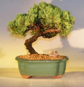 Juniper Bonsai Tree <i>(juniper procumbens nana)</i>