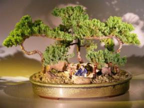 Juniper Bonsai Tree - Forest Scene<br><i>(juniper procumbens nana)</i>