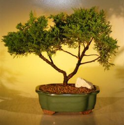 Shimpaku Juniper Bonsai Tree<br><i>(juniperus chinensis)</i>