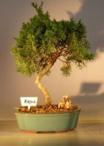 Shimpaku Juniper Bonsai Tree<br><i>(juniperus chinensis)</i>