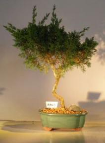 Shimpaku Juniper Bonsai Tree<br><i>(juniperus chinensis)</i>