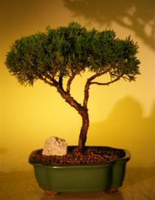 Shimpaku Juniper Bonsai Tree<br><i>(juniperus chinensis)</i>