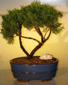 Shimpaku Juniper Bonsai Tree<br><i>(juniperus chinensis)</i>