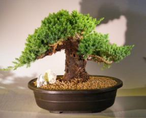 Juniper Bonsai Tree Shohin Style<br><i>(juniper procumbens 'nana')