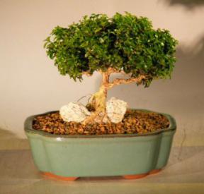 Japanese Kingsville Boxwood Bonsai Tree<br>Root Over Rock Style<br><i>(buxus microphylla compacta)</i>