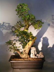 Flowering Fukien Tea Bonsai Tree <br><i>(ehretia microphylla)</i>
