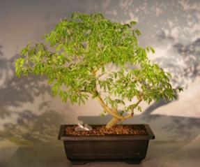 Flowering Brazilian Raintree Bonsai Tree <br><i>(pithecellobium tortum)</i>