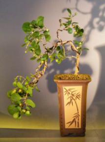 Mistletoe Fig - Cascade Style<br><i>(ficus diversifolia)</i>