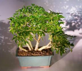 Hawaiian Umbrella Bonsai Tree - Multi-Trunk Style<br><i>(arboricola schefflera)</i>