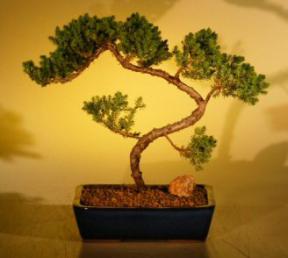 Juniper Bonsai Tree<br><i>(juniper procumbens nana)</i>