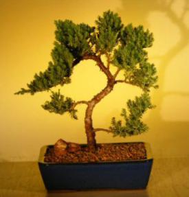 Juniper Bonsai Tree<br><i>(juniper procumbens nana)</i>