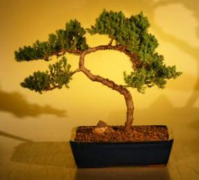 Juniper Bonsai Tree<br><i>(juniper procumbens nana)</i>