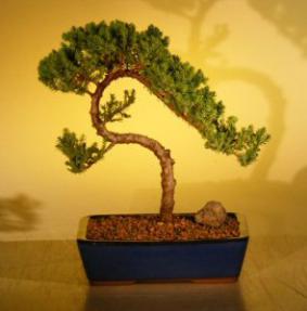 Juniper Bonsai Tree<br><i>(juniper procumbens nana)</i>