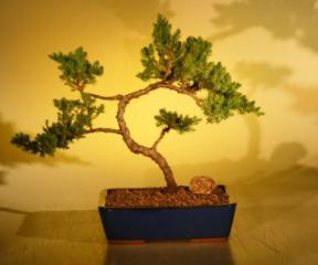 Juniper Bonsai Tree<br><i>(juniper procumbens nana)