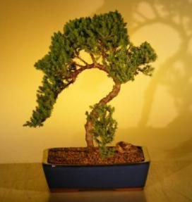 Juniper Bonsai Tree<br><i>(juniper procumbens nana)