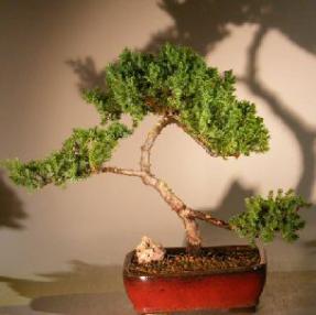 Juniper Bonsai Tree - Trained<br><i>(juniper procumbens nana)</i>