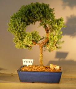 Juniper Bonsai Tree - Trained<br><i>(juniper procumbens nana)</i>