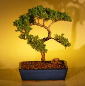 Juniper Bonsai Tree<br><i>(juniper procumbens nana)</i>