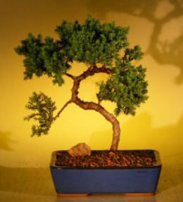 Juniper Bonsai Tree<br><i>(juniper procumbens nana)</i>