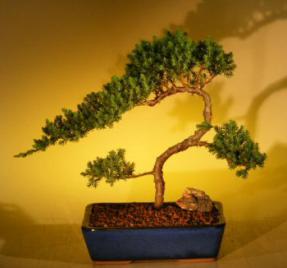 Juniper Bonsai Tree<br><i>(juniper procumbens nana)</i>