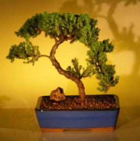 Juniper Bonsai Tree<br><i>(juniper procumbens nana)</i>