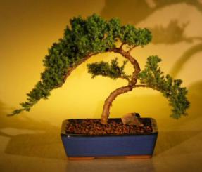 Juniper Bonsai Tree<br><i>(juniper procumbens nana)</i>