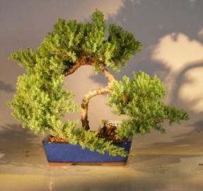 Juniper Bonsai Tree<br><i>(juniper procumbens nana)</i>