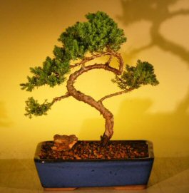 Juniper Bonsai Tree<br><i>(juniper procumbens nana)</i>