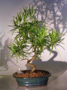 Podocarpus Bonsai Tree<br><i>(podocarpus macrophyllus)</i>