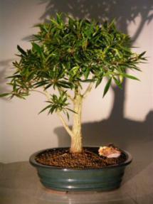 Willow Leaf Ficus Bonsai Tree<br><i>(ficus nerifolia/salicafolia)</i>