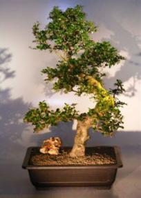 Flowering Fukien Tea  Bonsai Tree <br><i>(ehretia microphylla)</i>