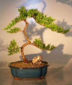 Juniper Bonsai Tree<br><i>(juniper procumbens 'nana')</i>