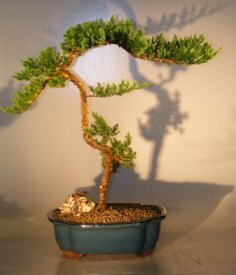 Juniper Bonsai Tree<br><i>(juniper procumbens 'nana')</i>