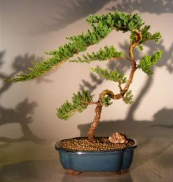 Juniper Bonsai Tree<br><i>(juniper procumbens 'nana')</i>