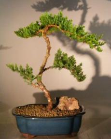 Juniper Bonsai Tree<br><i>(juniper procumbens 'nana')</i>