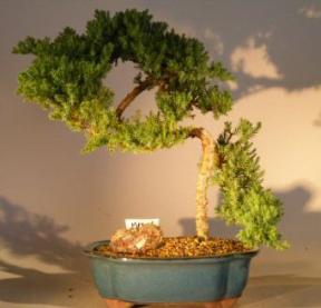 Juniper Bonsai Tree - Trained<br><i>(juniper procumbens 'nana')</i>