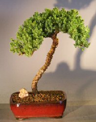 Juniper Bonsai Tree - Trained<br><i>(juniper procumbens 'nana')</i>