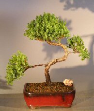 Juniper Bonsai Tree - Trained<br><i>(juniper procumbens 'nana')</i>