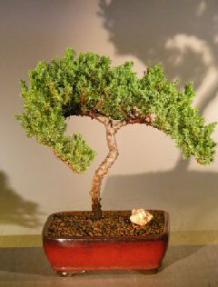 Juniper Bonsai Tree - Trained<br><i>(juniper procumbens 'nana')</i>